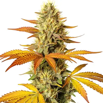 Hellfire Fast Version cannabis seeds
