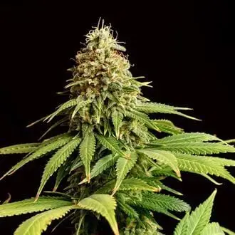 Hellfire OG cannabis seeds by Kannabia