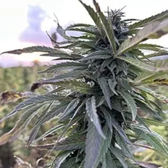 Helmand cannabis seeds by Afghan Seed Connection
