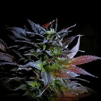 Herat cannabis seeds by Afghan Seed Connection