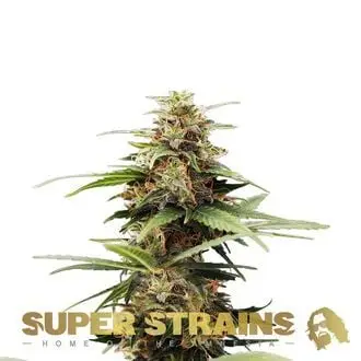 Hermana de la Noche cannabis seeds