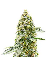 Hero Cookies cannabis seeds