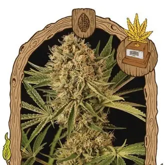 Herz OG cannabis seeds