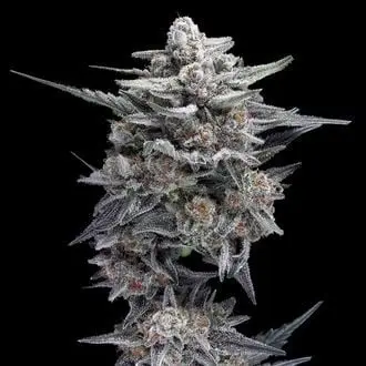 HG23 AKA Michael Jordan cannabis seeds by DNA Genetics