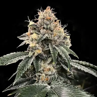 HG23 (Michael Jordan) cannabis seeds