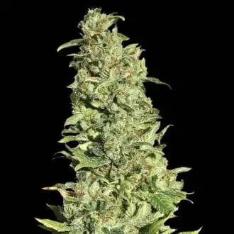 High Level cannabis seeds by EVA Seeds