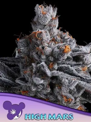 High Mars cannabis seeds