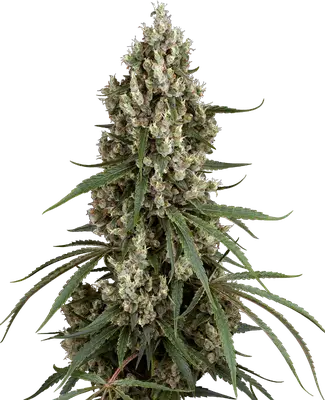 High School Reunion cannabis seeds