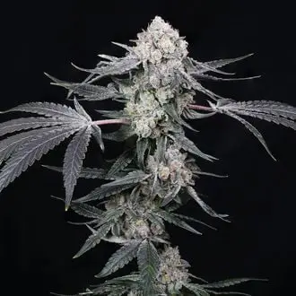 High Society cannabis seeds