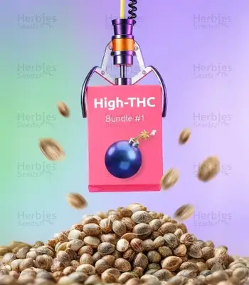 High-THC Bundle #1 cannabis seeds