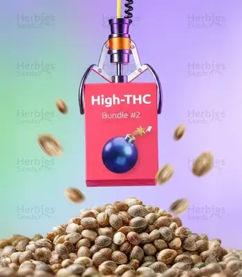 High-THC Bundle #2 cannabis seeds