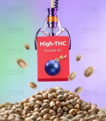 High-THC Bundle #3 cannabis seeds