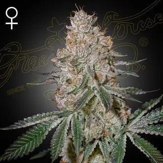 HighCloudZ cannabis seeds by Greenhouse Seeds