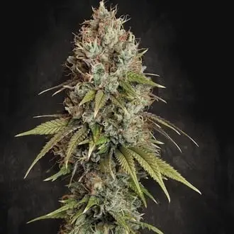 Highway 66 cannabis seeds
