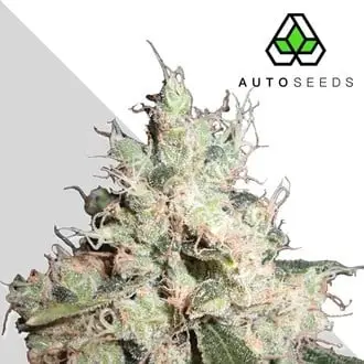 Hijack cannabis seeds