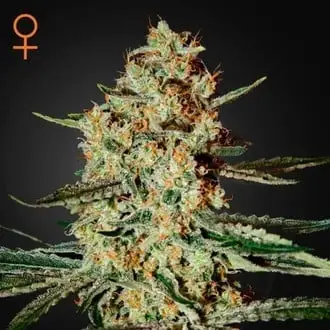 Himalaya Gold cannabis seeds