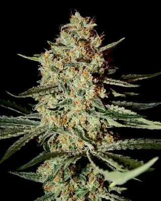 Himalayan Gold cannabis seeds