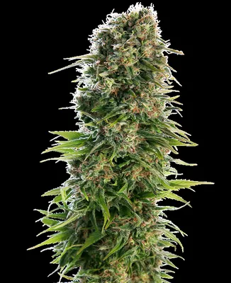 Hindu Kush cannabis seeds