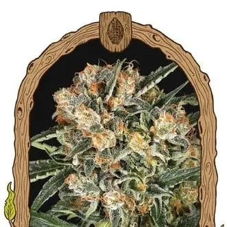 Hippie Therapy CBD cannabis seeds