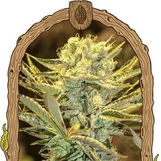 Hippieberry cannabis seeds