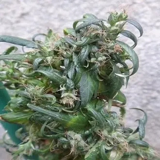 Hokkaido Japan Hemp cannabis seeds
