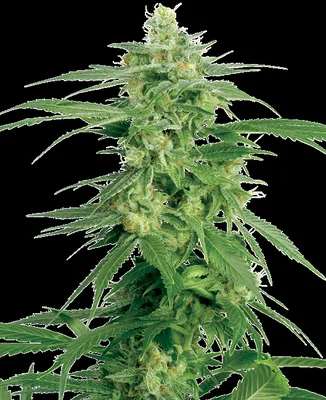 Holland’s Hope cannabis seeds