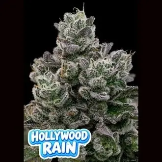 Hollywood Rain cannabis seeds