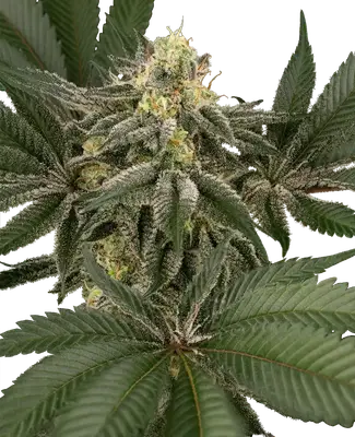 Hollywood Venom cannabis seeds