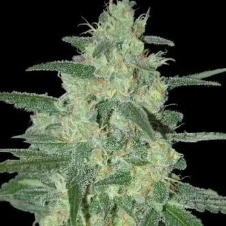Holy Grail 69 cannabis seeds