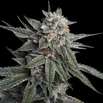Holy Grail Kush cannabis seeds