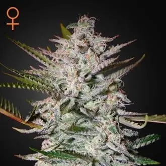 Holy Punch cannabis seeds by Greenhouse Seeds