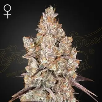 Holy Snow cannabis seeds by Greenhouse Seeds