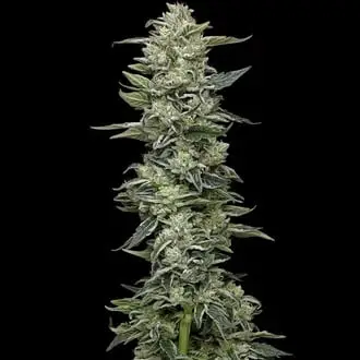 Honey Bear cannabis seeds