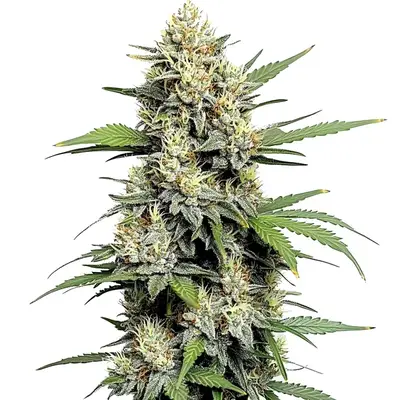 Honey Buns cannabis seeds