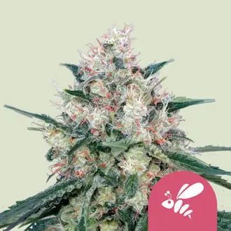 Honey Cream - Fast Flowering cannabis seeds