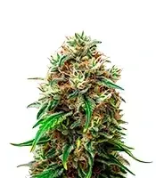 Honey Cream Fast cannabis seeds