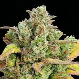 Honey Fried Bananas cannabis seeds