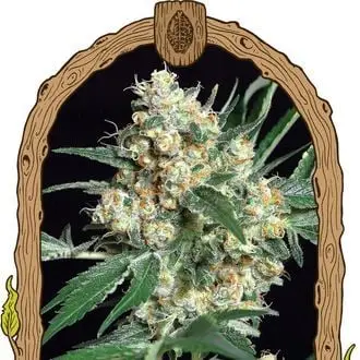Honey Mints cannabis seeds by Exotic Seed