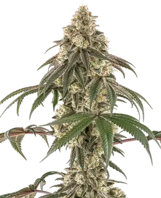 Honey Pot cannabis seeds