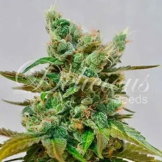 Honeybells cannabis seeds