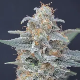 Honeyed Cream Dream cannabis seeds by Pure Instinto