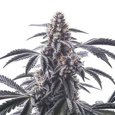 Horchata cannabis seeds by Blimburn Seeds