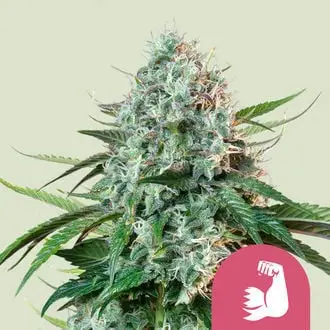 HulkBerry cannabis seeds by Royal Queen Seeds