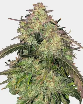 Humboldt cannabis seeds