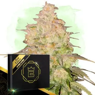 Hyper Vyper cannabis seeds by Zamnesia Seeds