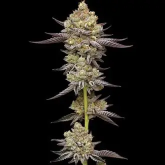 Hyper Za cannabis seeds by Humboldt Seed Company