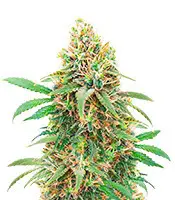 I'm Alive cannabis seeds