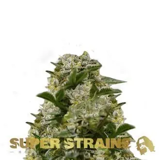 Ibiza Farmers cannabis seeds by Super Strains