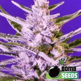 Ice Bomb cannabis seeds