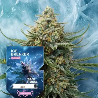 Ice Breaker cannabis seeds